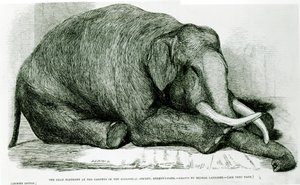 The Dead Elephant at the Gardens of the Zoological Society, Regents Park, from 